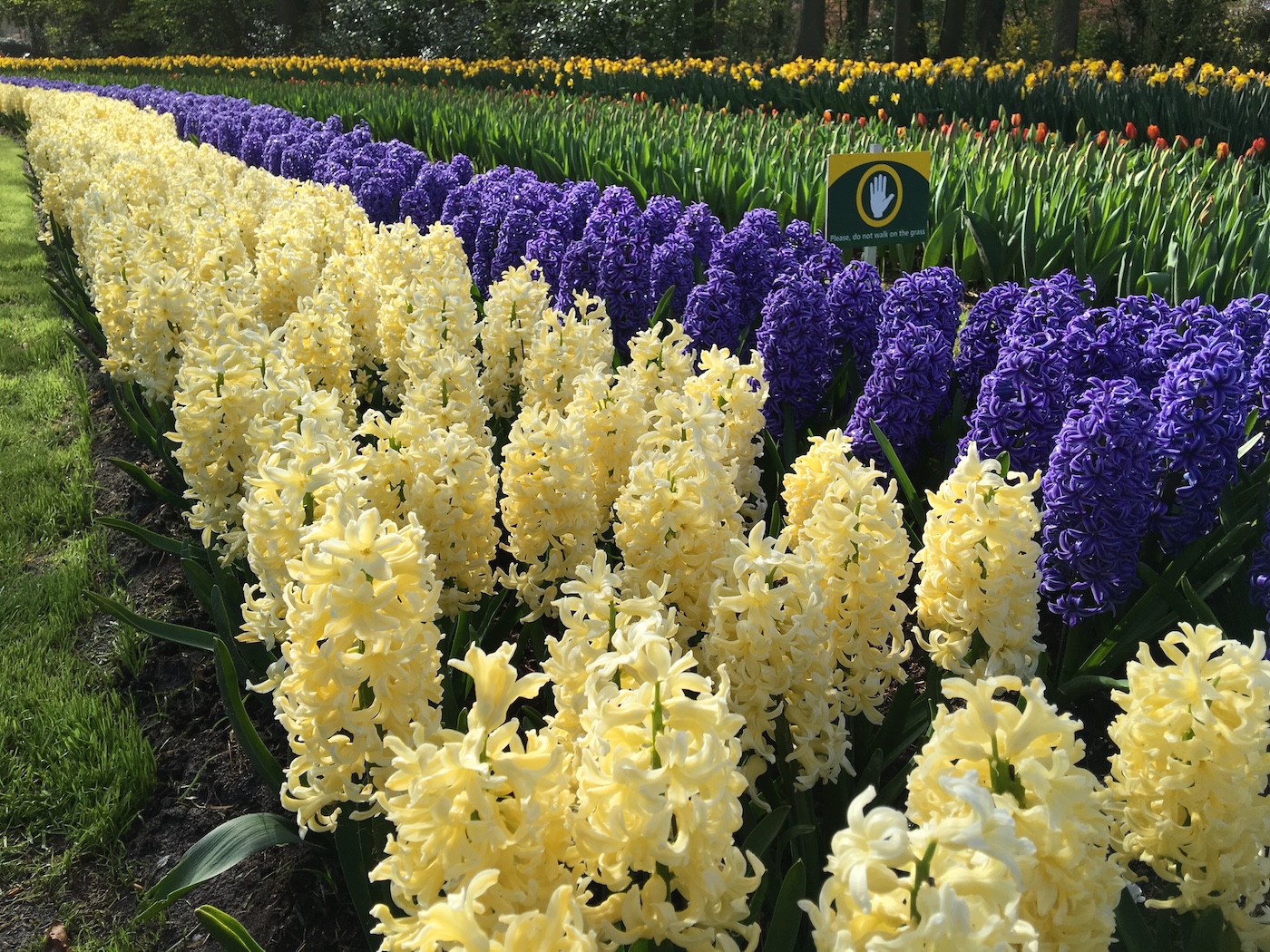 Keukenhof