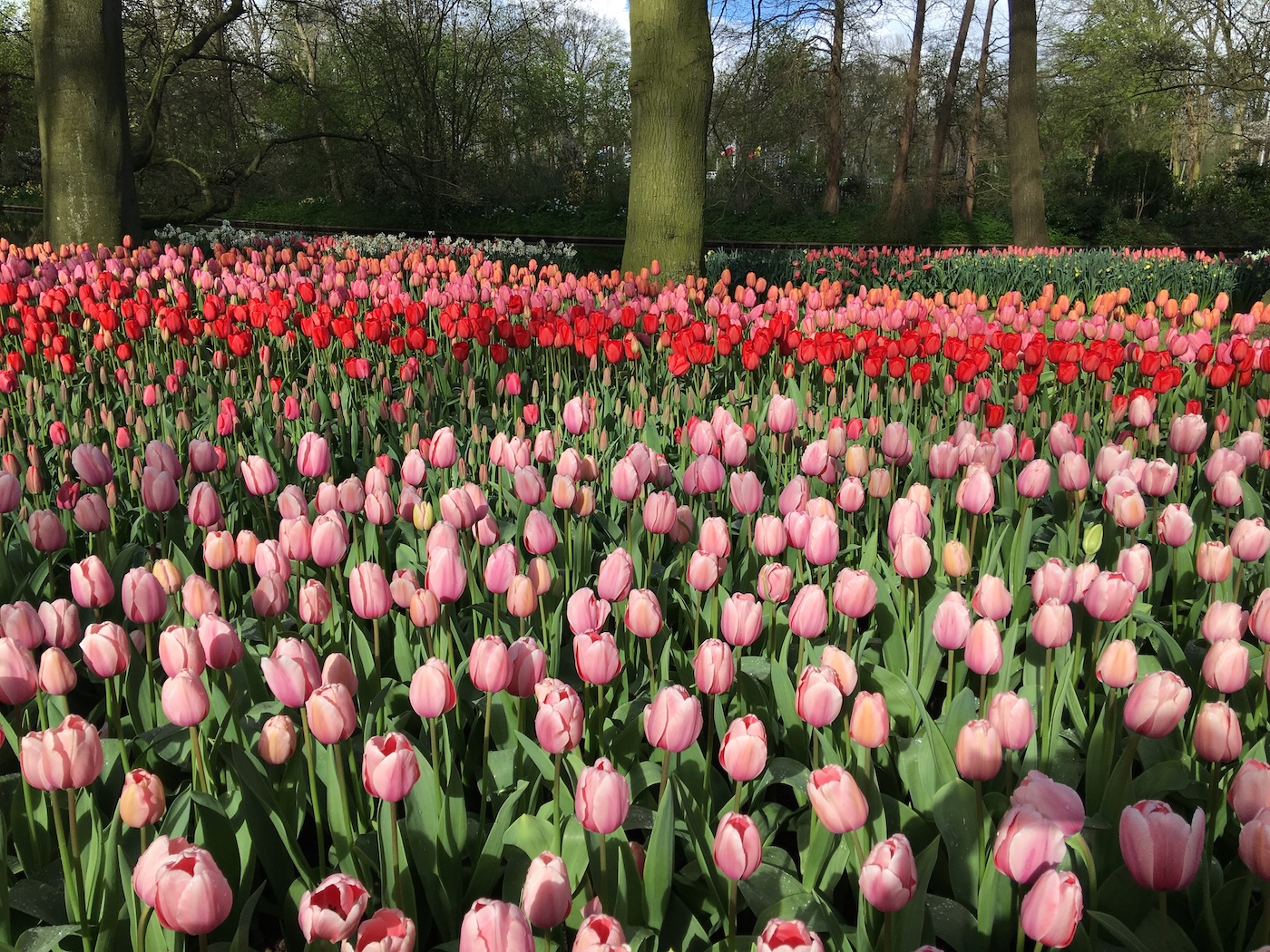 Keukenhof