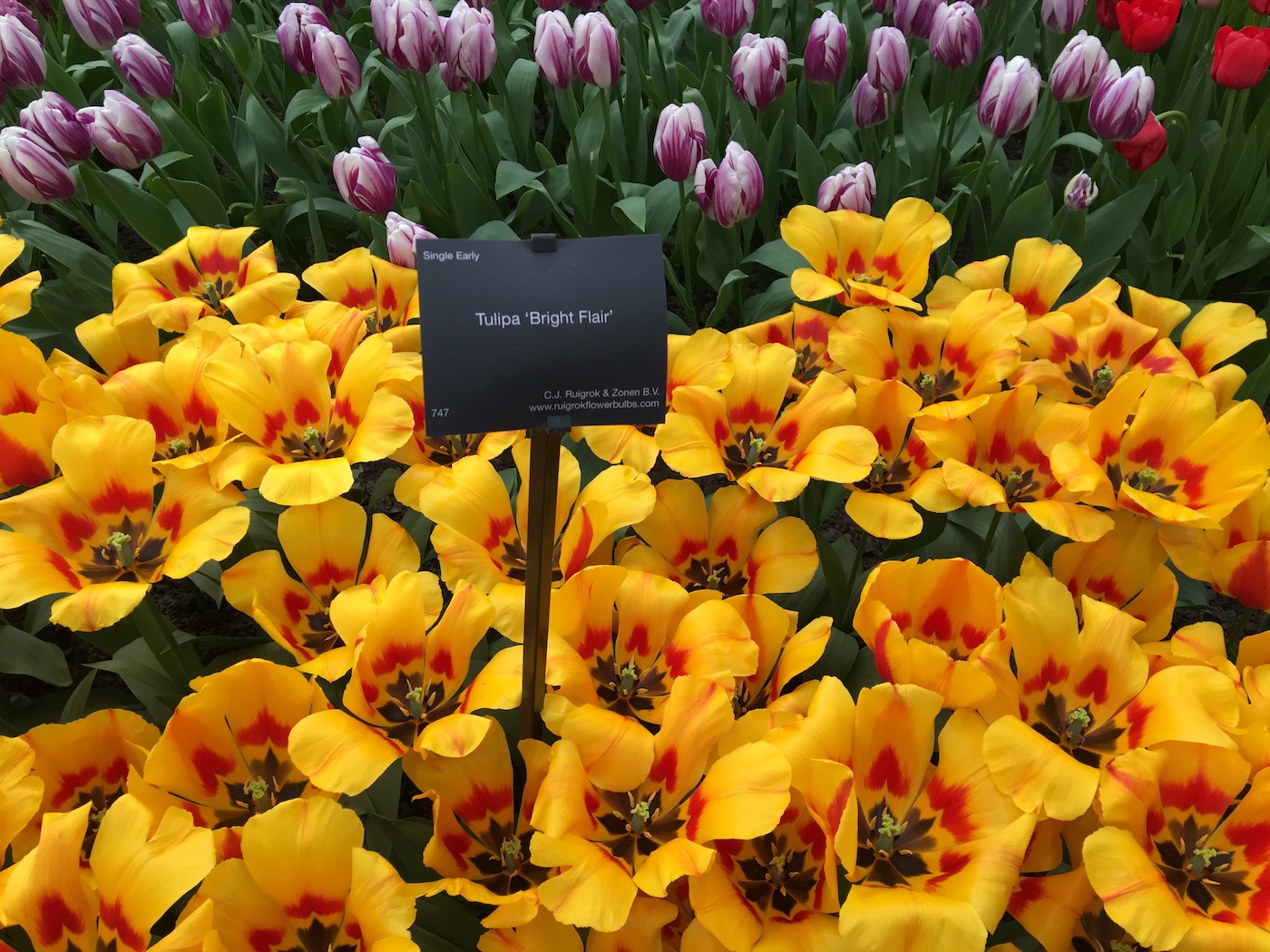 Keukenhof