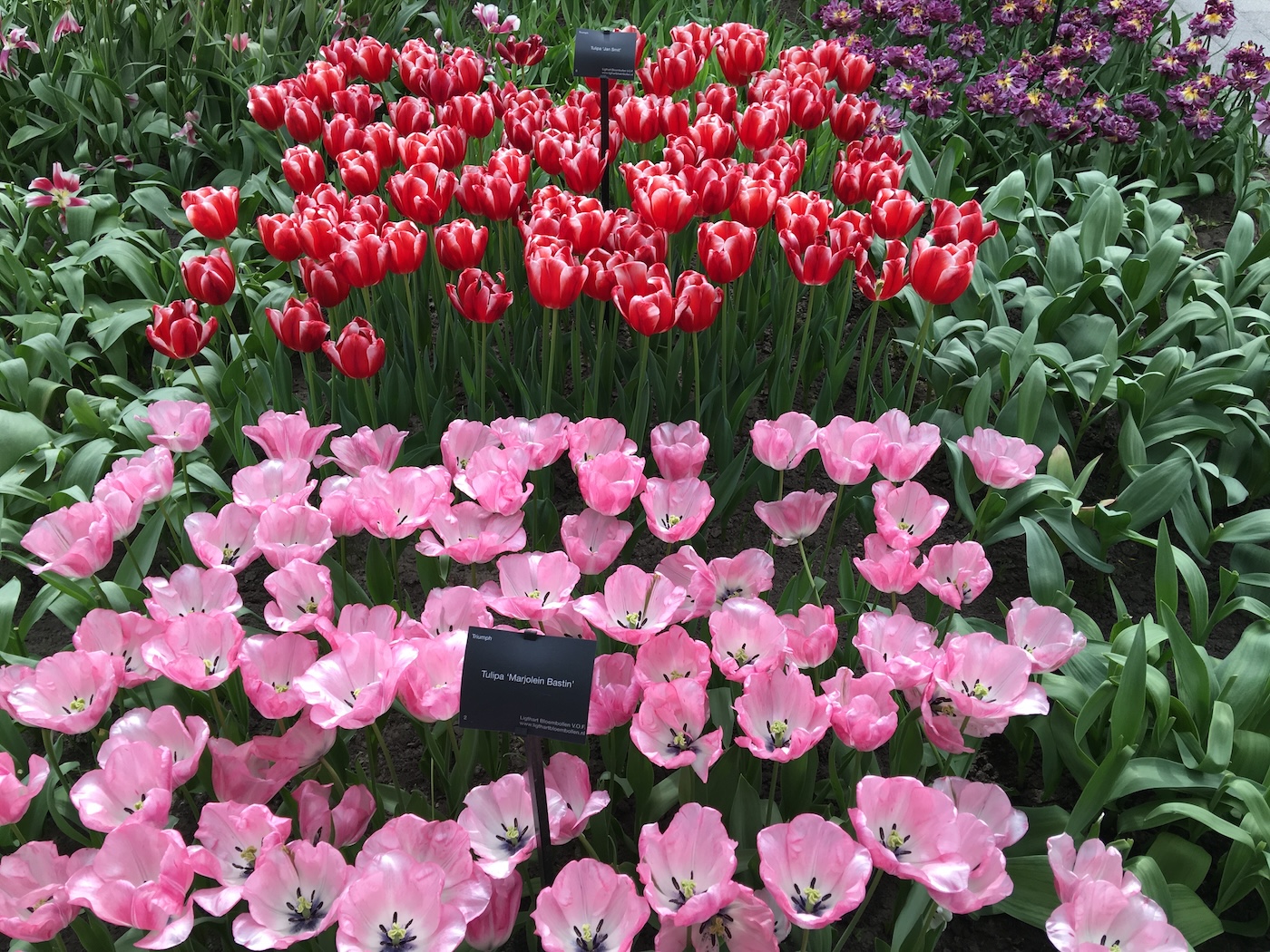 Keukenhof