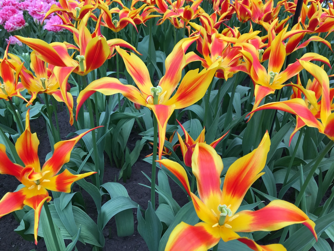Keukenhof