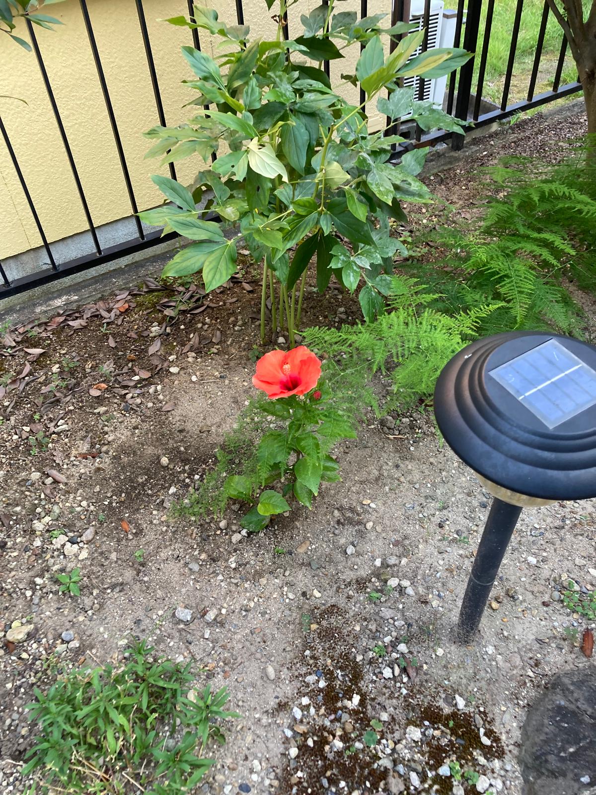 Flor vermelha num jardim de uma casa no Japão