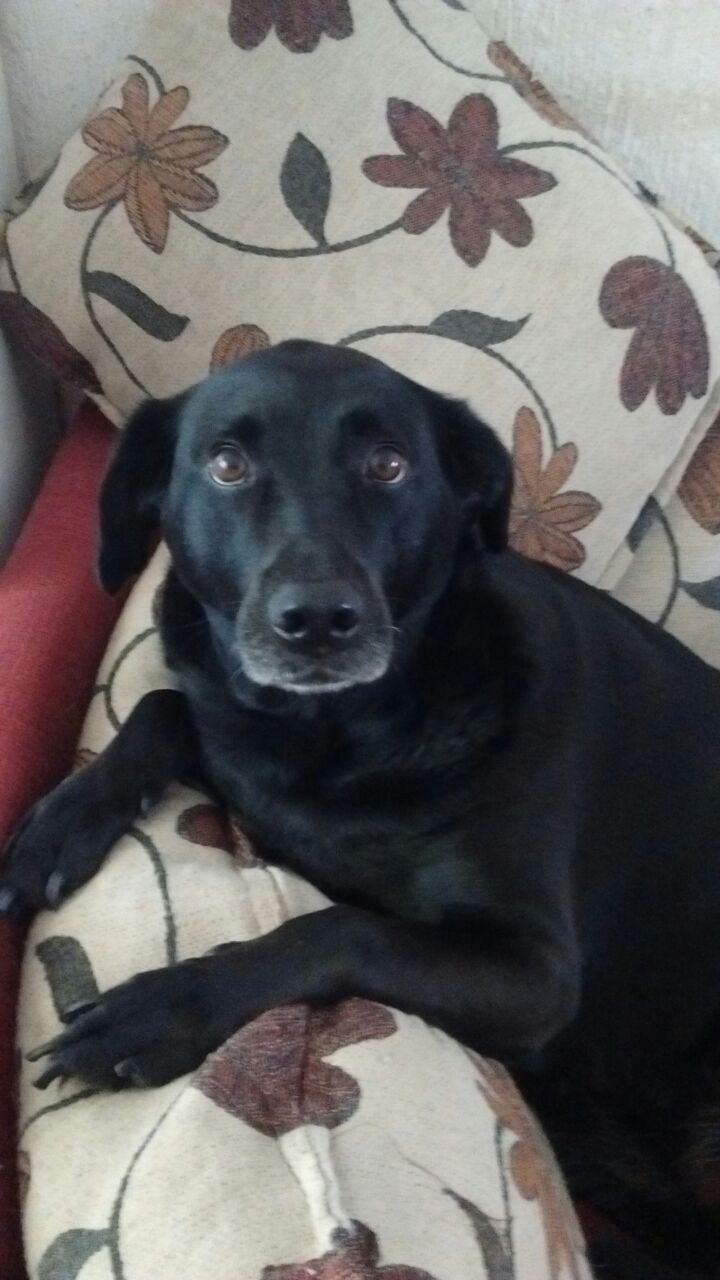 Cadelinha da minha irmã