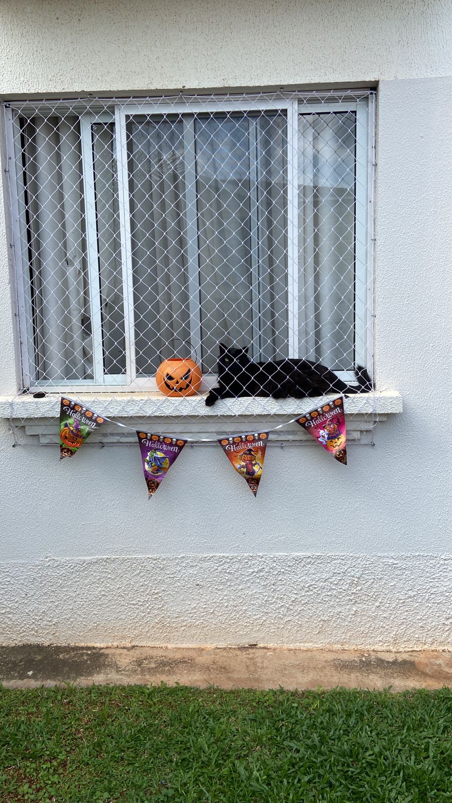 Gato preto no Halloween...
